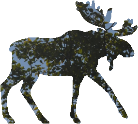 shasta2022sept2nd47mymoose804io.png
