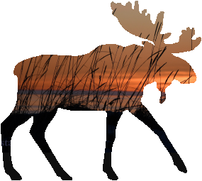 shasta2022dec11th47mymoose804io.png