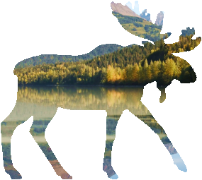 shasta2022jan30th47mymoose804io.png