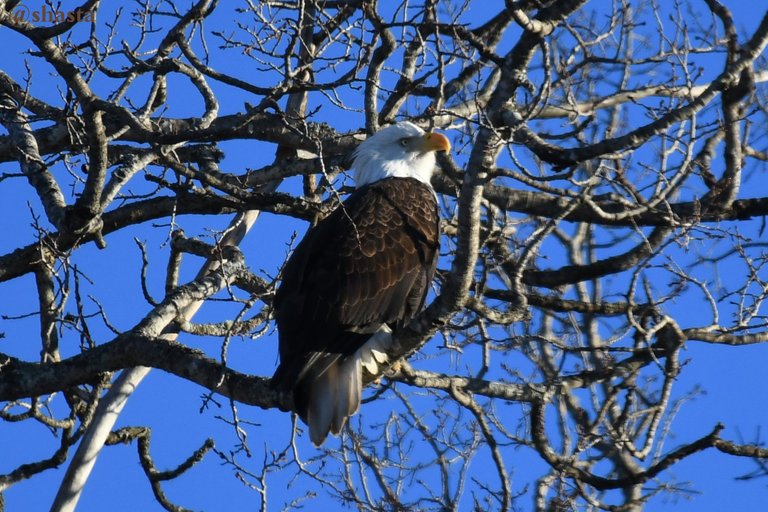 shasta2021feb19th47eagles5io.jpg