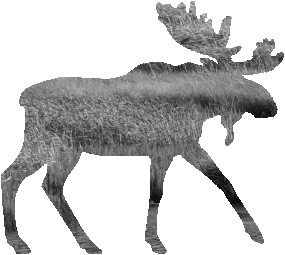 shasta2021feb22nd47moose504io.png