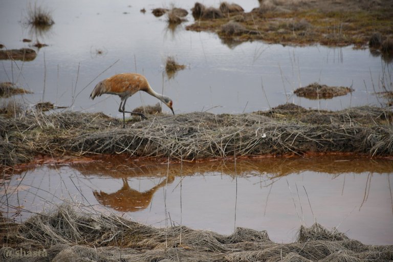 shasta2020aug14th47sandhillcrane2io.jpg