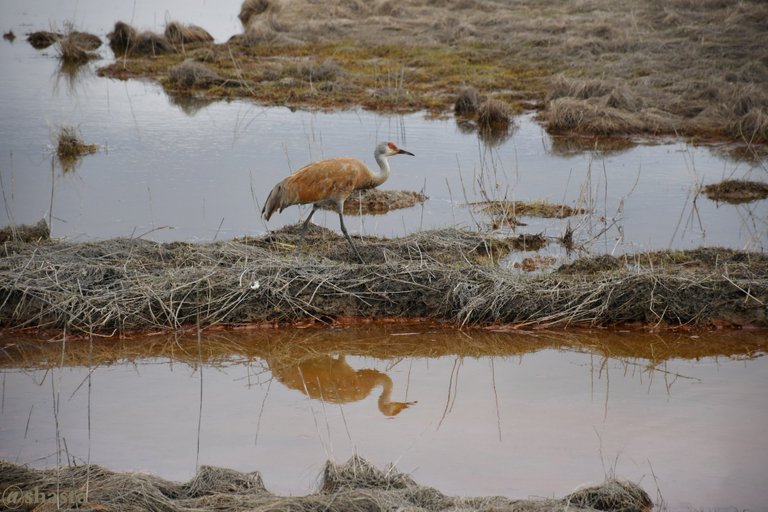 shasta2020aug14th47sandhillcrane1io.jpg