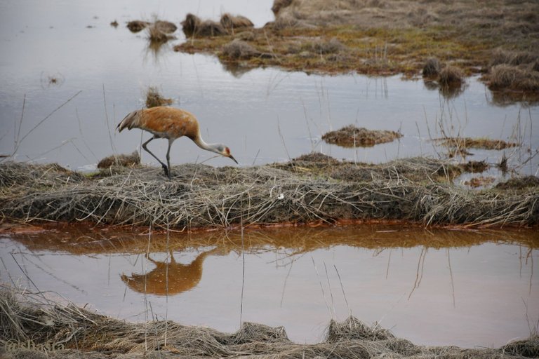 shasta2020aug14th47sandhillcrane3io.jpg