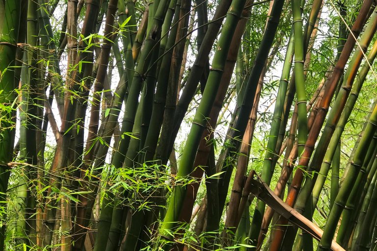 bambu.jpeg