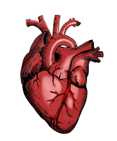 heart-5079717__480.webp.png