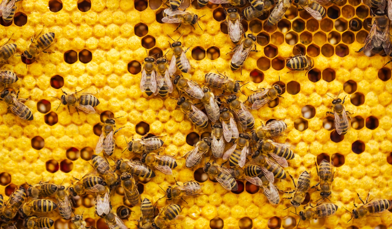 [EN/PT-BR] How is your Hive Power?