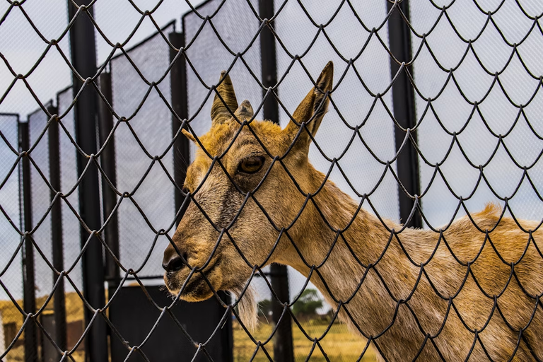 [EN/PT-BR] Animals in zoos: A difficult idea to work with.
