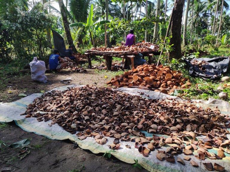 Simple Life in the Village: Copra Days Under the Sun 💚