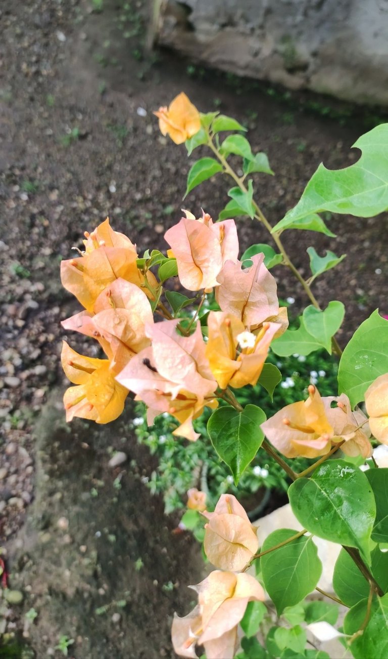 IMG_20250629_183759.jpg