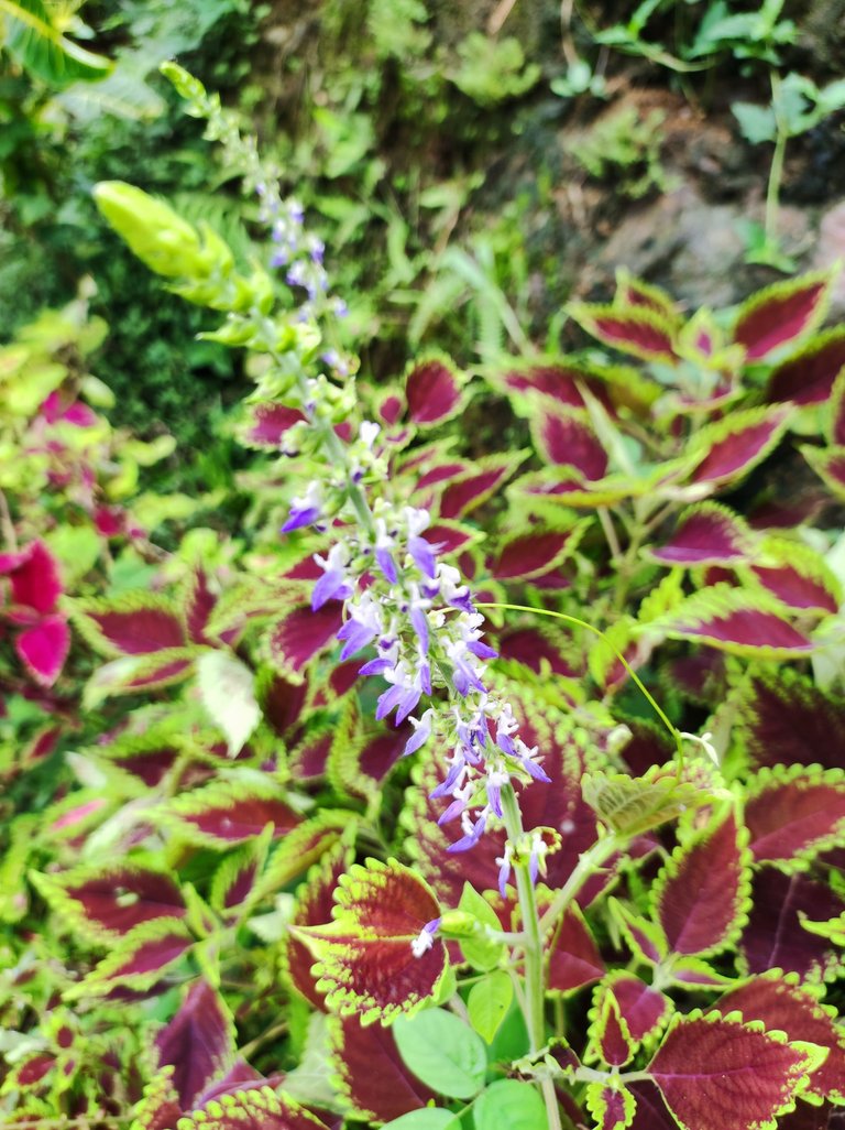 IMG_20250703_141053.jpg