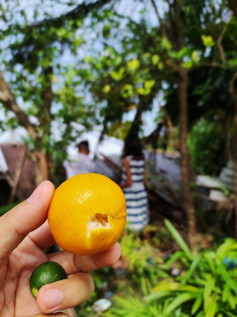 👨‍💻 ASEAN Hive Community Challenge #162 📷 Beautiful Bokeh 🤳 Entry : Embracing Nature’s Bokeh 💚☺️
