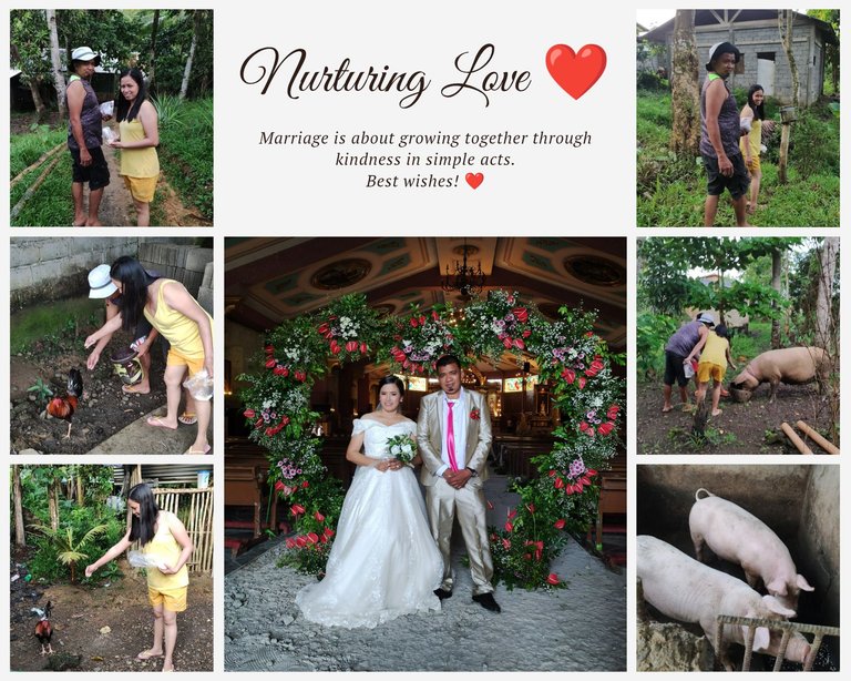 Nurturing Love: Feeding Chickens and Pigs After the Wedding ☺️❤️