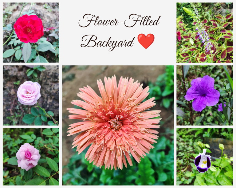  A Visit to My Friend’s Flower-Filled Backyard 💚❤️☺️🌹🌺🌻🌼