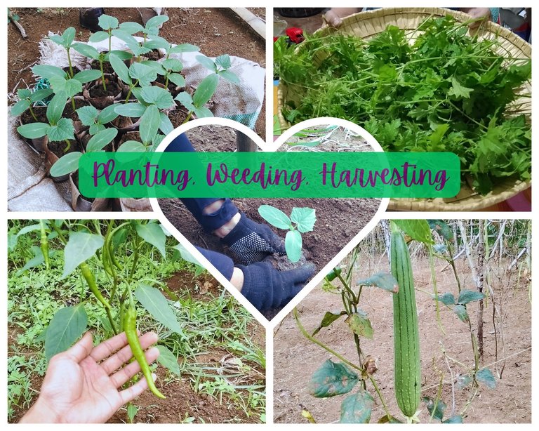 Planting, Weeding, Harvesting.jpg