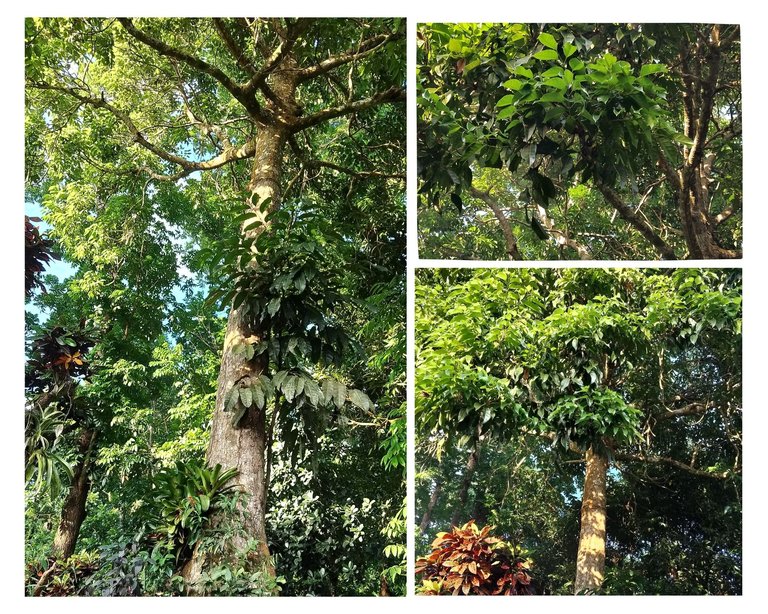 Pili tree.jpg