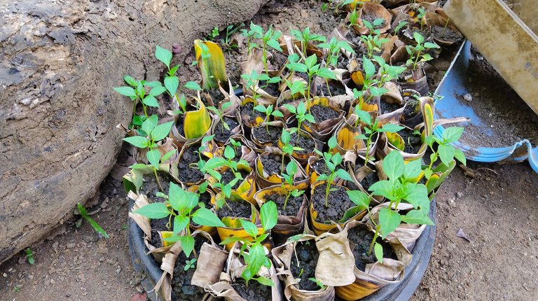 My Chili peppers.jpg