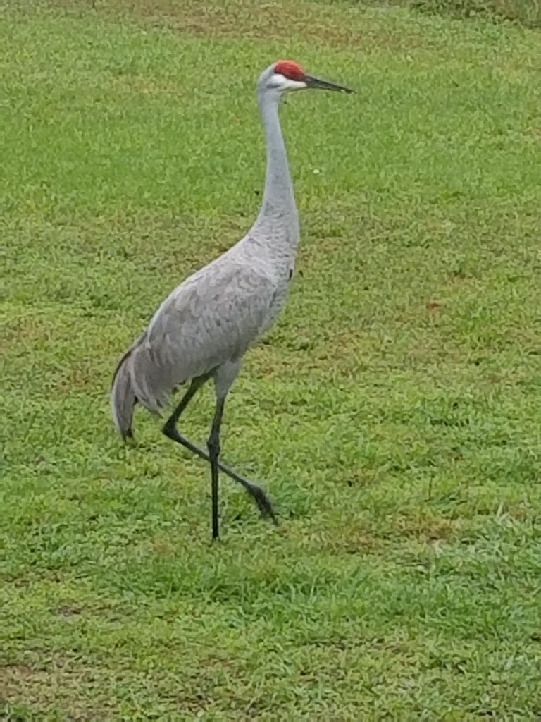 This will be my entry, because he's strutting his stuff for his lady, who was also in the field.