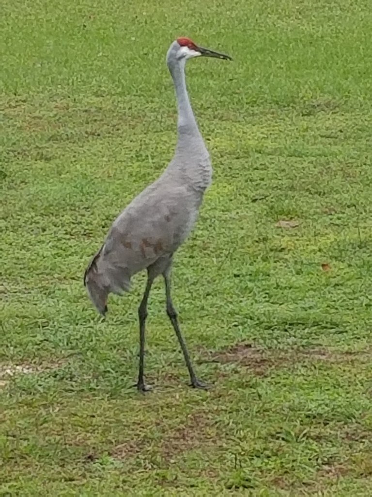 This is a neat photo because you can see straight through his top beak nostrils!