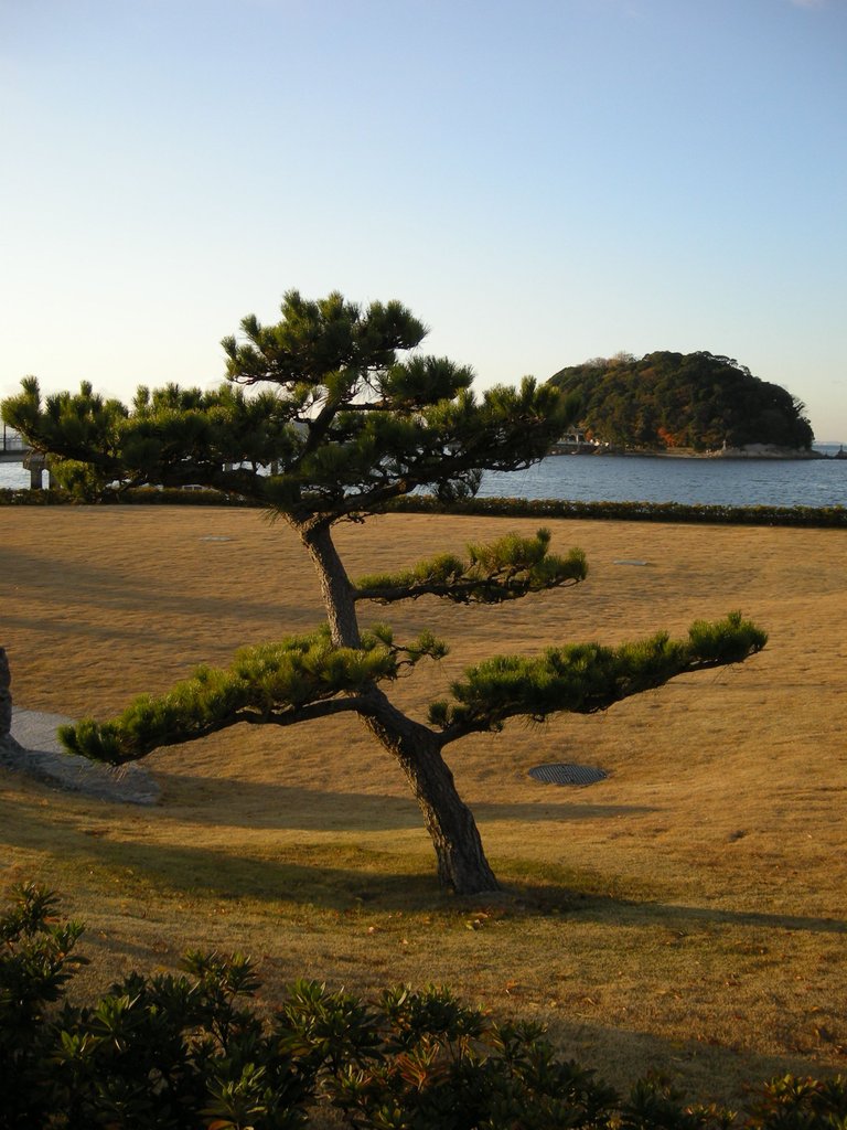 007-Tree at Takeshima.JPG