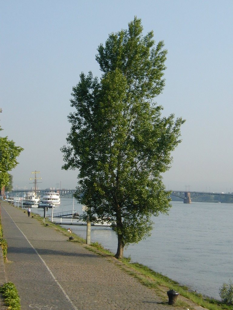 192-Tree on the Main River and bridge to Wiesbaden.JPG