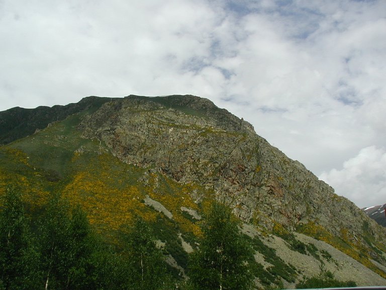 072-Pyrenee peak with common yellow flower bushes.JPG