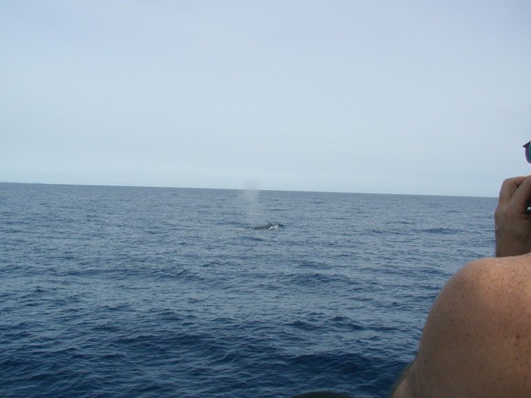 Humpback and Dad 2.JPG