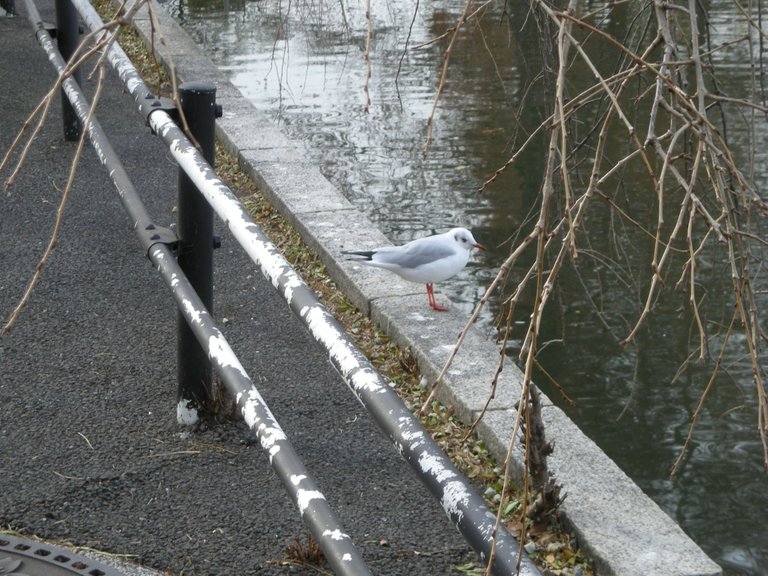 218-Imperial Palace seagull.JPG