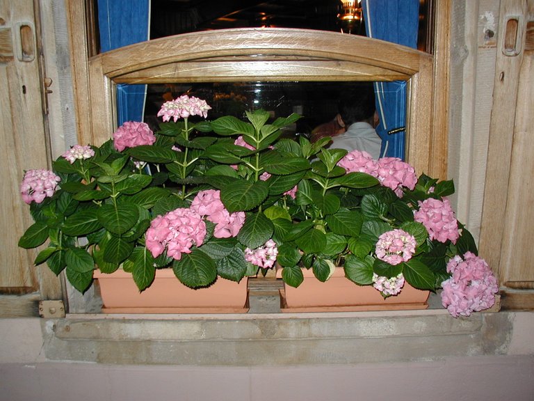 225-Flowers in window outside pub in Strasbourg.JPG