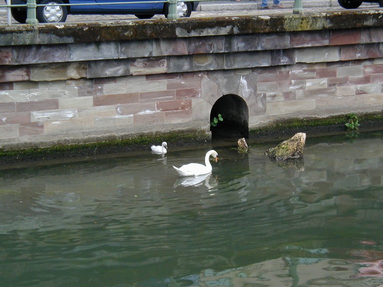 212-Swans in river outside hotel in Strasbourg.JPG