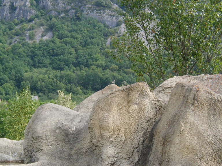 061-Southern France bird on a rock.JPG