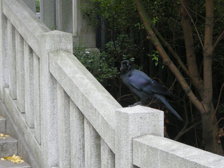 214-Hie-jinja crow.JPG