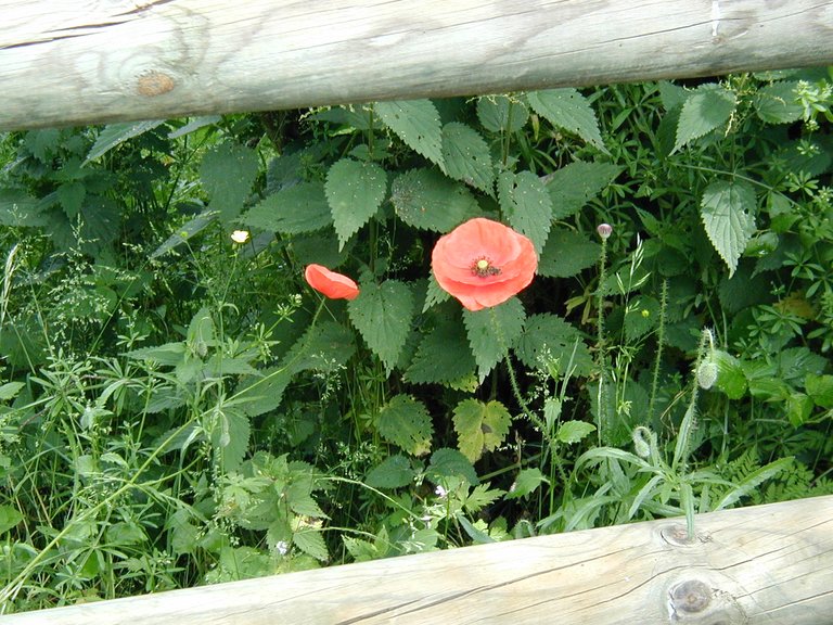 065-Common flower in South France & Catalunya.JPG