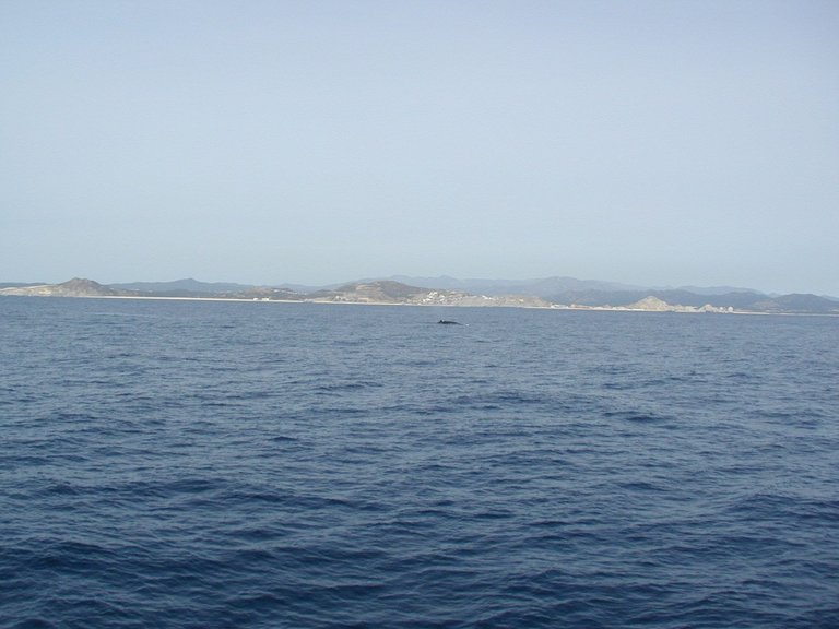 Humpback near Cabo.JPG