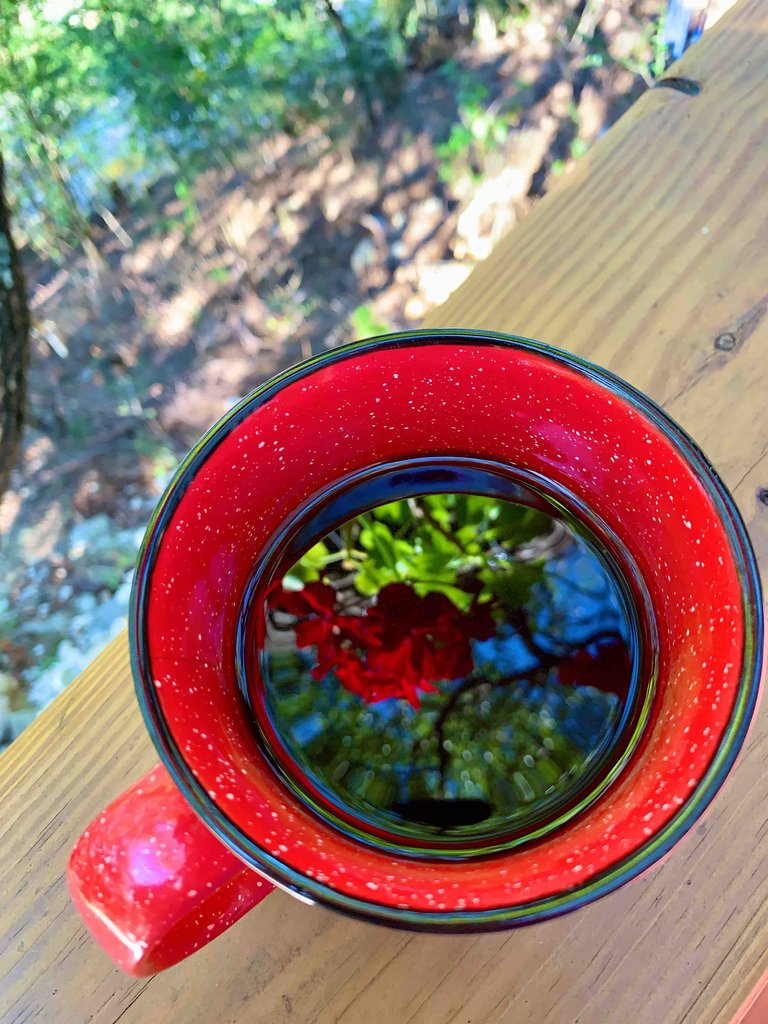 Flower Coffee Cup Reflection.jpg
