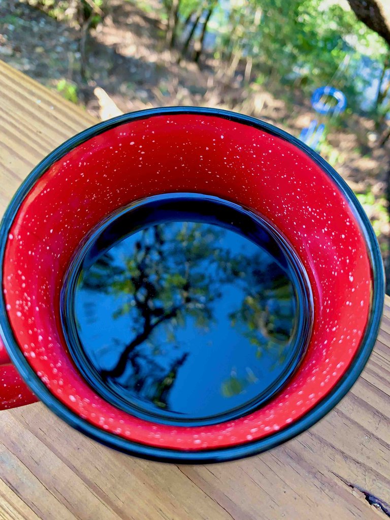 Tree Coffee Cup Reflection.jpg