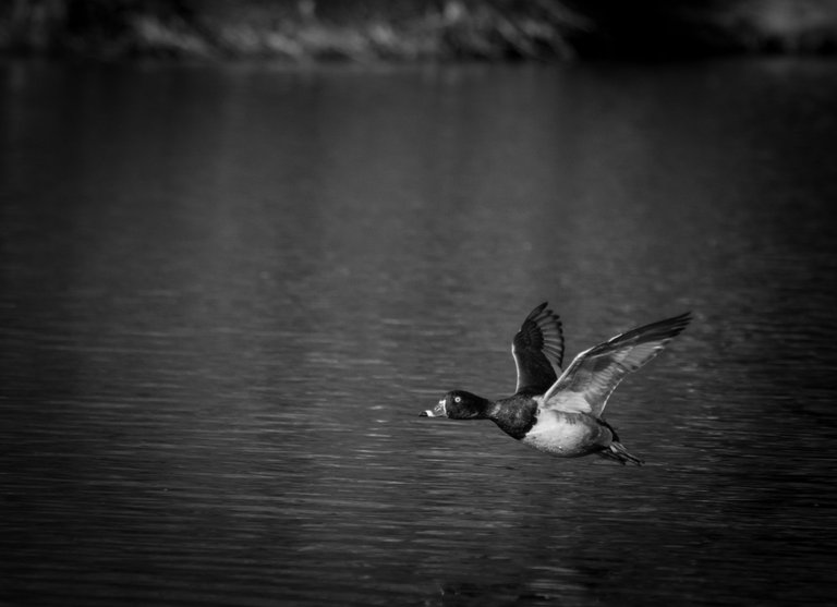 IMG_0316 (8).jpg
