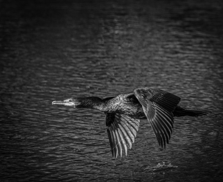 IMG_0738 (7).jpg