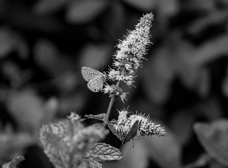 IMG_0997 (2).jpg