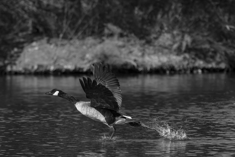 IMG_0382 (8).jpg