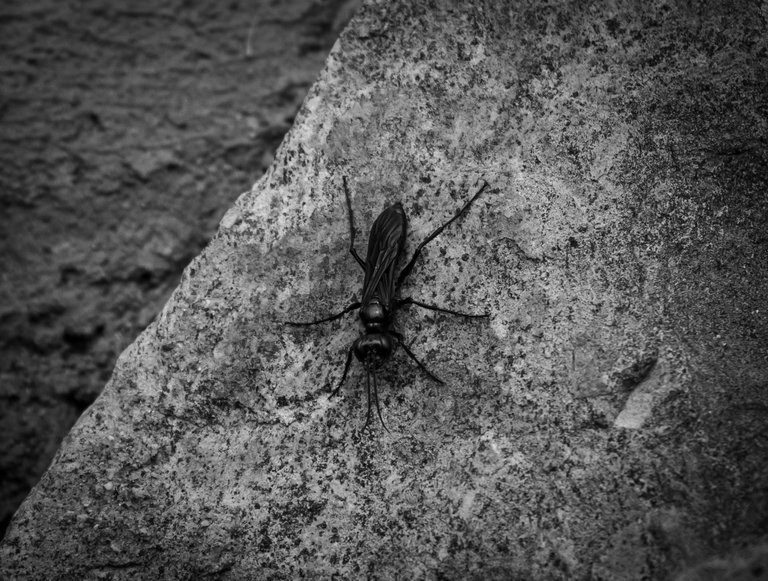 IMG_0737 (2).jpg
