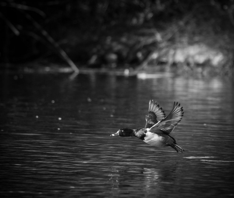 IMG_0346 (4).jpg