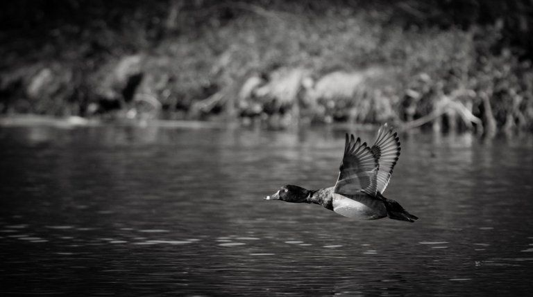 IMG_0708 (5).jpg