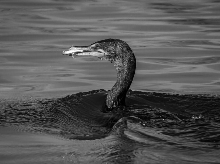 IMG_4678 (9).jpg