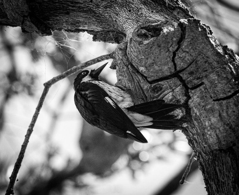 IMG_6161 (5).jpg