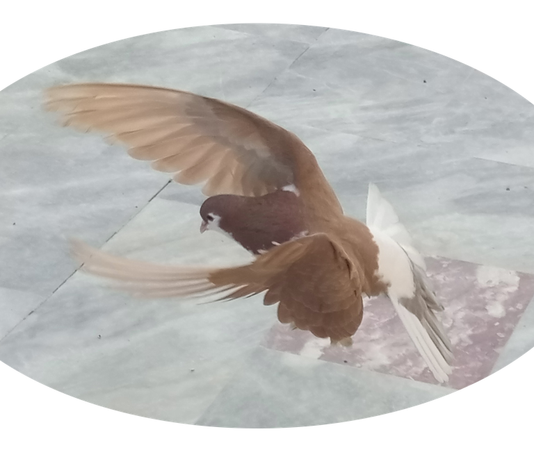 pigeon