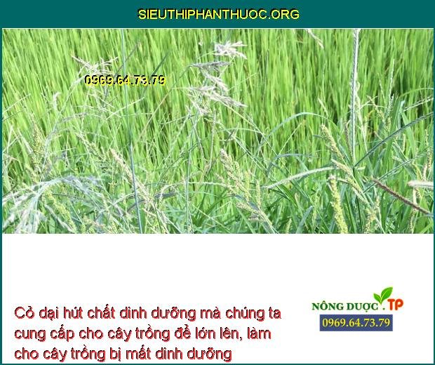 cỏ dại gây hại lên cây trồng___sieuthiphanthuoc.org_.jpg