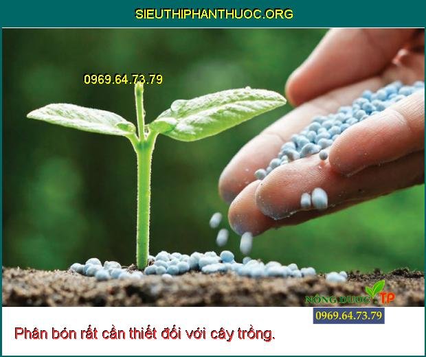 phân bón giúp cây trồng phát triển khỏe mạnh, đạt năng suất cao___sieuthiphanthuoc.org_.jpg