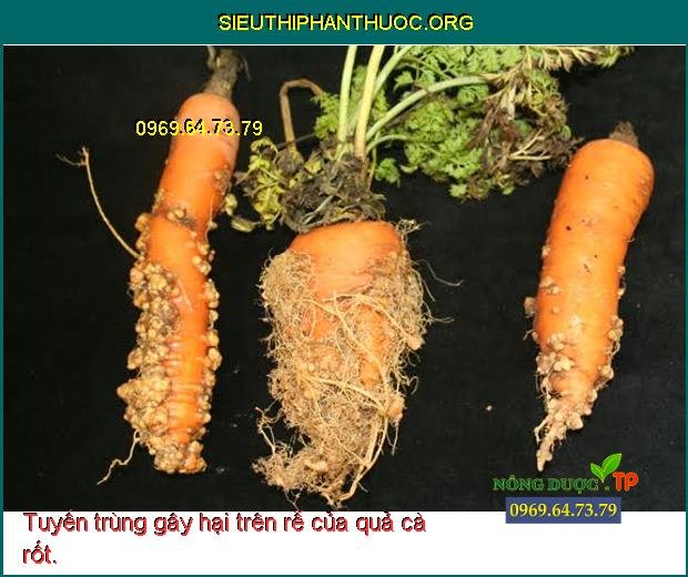 tuyến trùng gây hại trên cây cà rốt___sieuthiphanthuoc.org_.jpg
