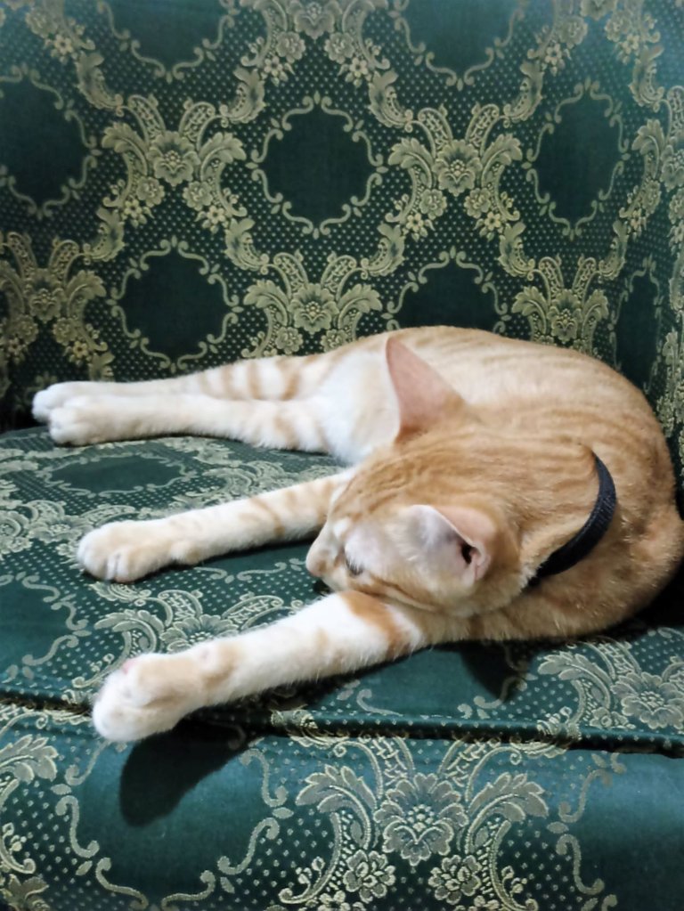 Lazy Cat Model 12m.jpg